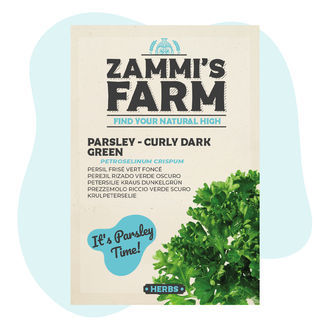 Petržel kadeřavá 'Curly Dark Green' (Petroselinum crispum) – semena