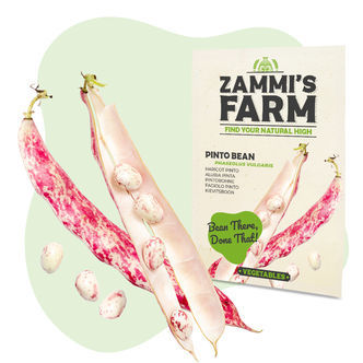 Semena fazolu Pinto (Phaseolus vulgaris)