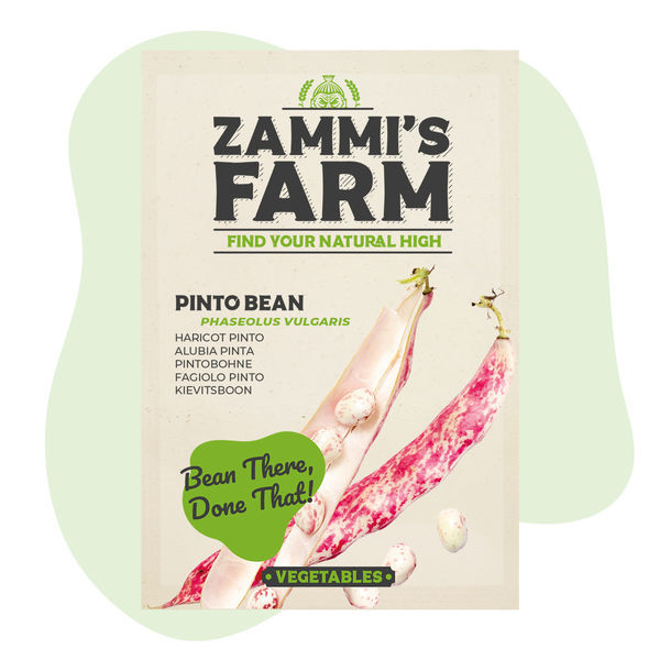 Semena fazolu Pinto (Phaseolus vulgaris)