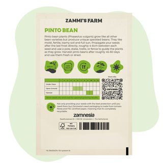 Semena fazolu Pinto (Phaseolus vulgaris)