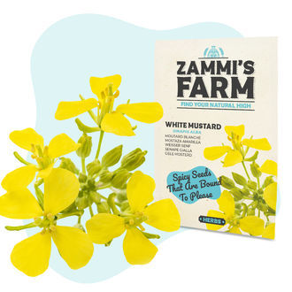 Semena hořčice b&iacute;l&eacute; (Sinapis alba)