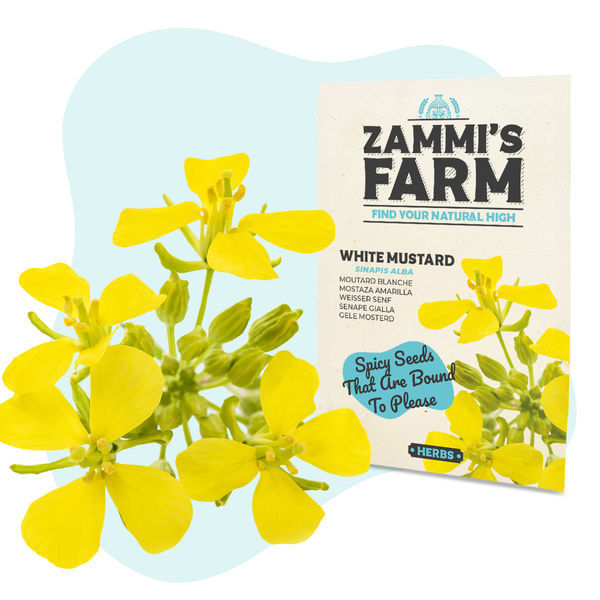 Semena hořčice bílé (Sinapis alba)