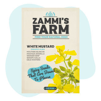 Semena hořčice bílé (Sinapis alba)