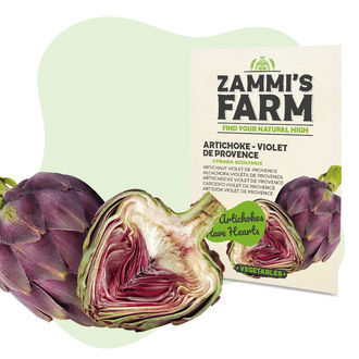 Artyčok 'Violet de Provence' (Cynara scolymus) &ndash; semena