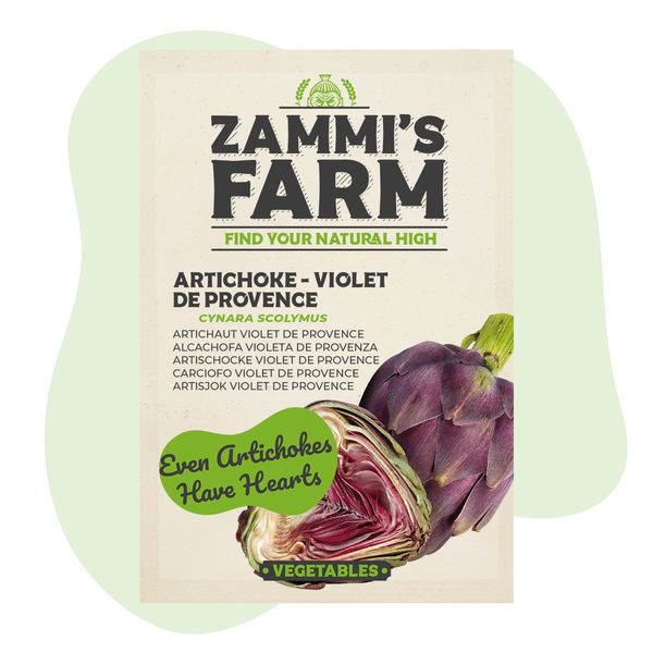 Artyčok 'Violet de Provence' (Cynara scolymus) – semena