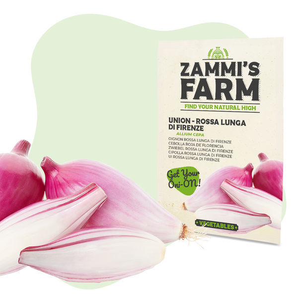 Cibule 'Rossa lunga di Firenze' (Allium cepa) semena