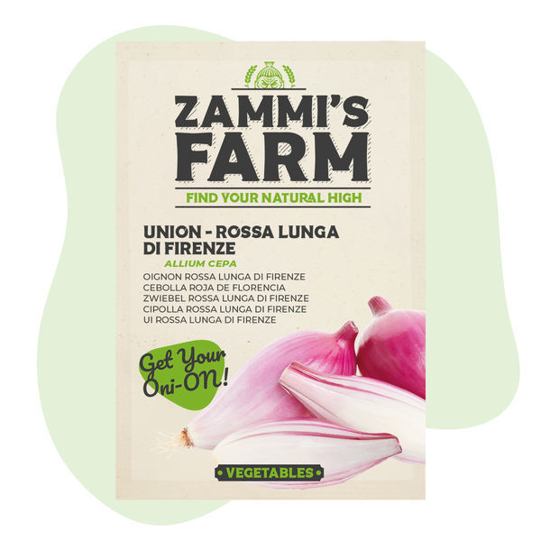 Cibule 'Rossa lunga di Firenze' (Allium cepa) semena