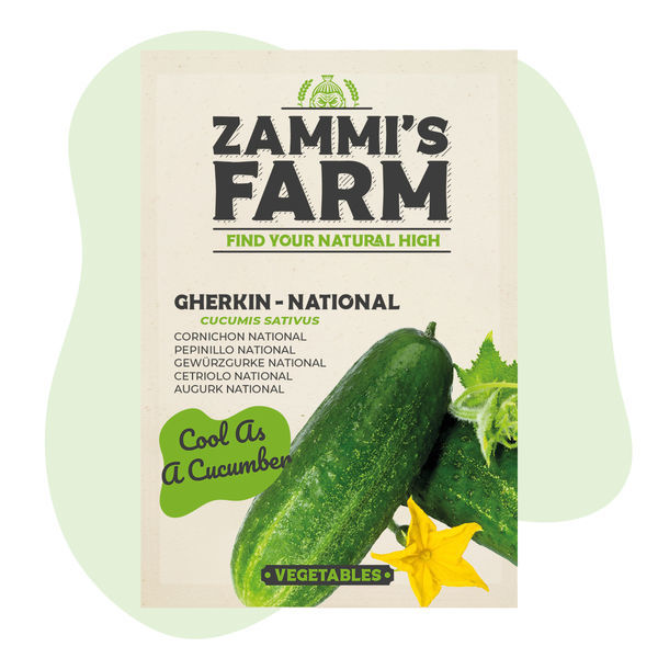 Semena okurky nakládačky „National“ (Cucumis sativus)