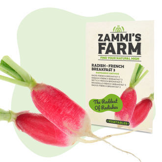 Ředkvička 'French Breakfast 3' (Raphanus sativus) – semena