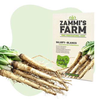 Had&iacute; mord &scaron;panělsk&yacute; 'Blanco' (Tragopogon porrifolius) &ndash; semena