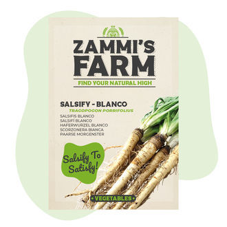 Hadí mord španělský 'Blanco' (Tragopogon porrifolius) – semena