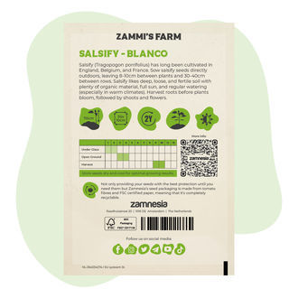 Hadí mord španělský 'Blanco' (Tragopogon porrifolius) – semena