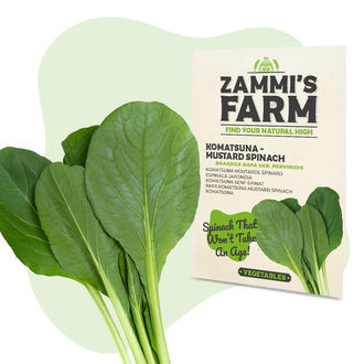 Komatsuna (Brassica rapa var. perviridis) &ndash; semena