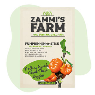 Dýně na klacku (Solanum aethiopicum) – semena