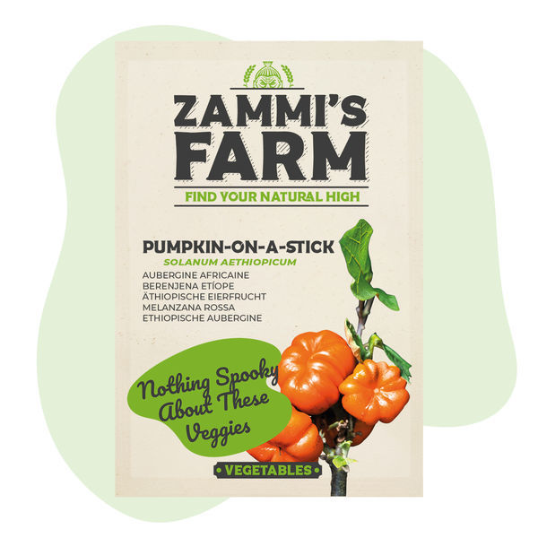 Dýně na klacku (Solanum aethiopicum) – semena