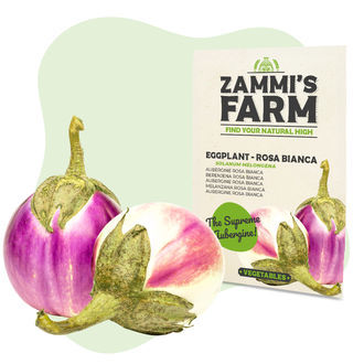 Semena lilku 'Rosa Bianca' (Solanum melongena)