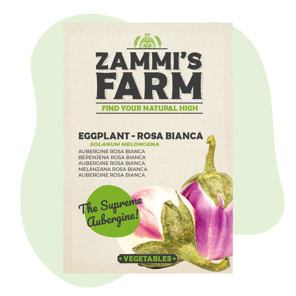 Semena lilku 'Rosa Bianca' (Solanum melongena)