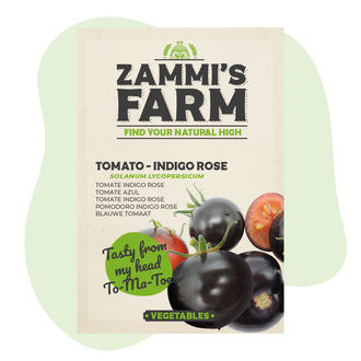 Semena rajčat Indigo Rose (Solanum lycopersicum)
