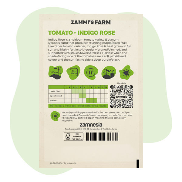 Semena rajčat Indigo Rose (Solanum lycopersicum)