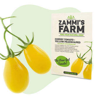 Semena rajčete hruškovitého žlutého (Solanum lycopersicum), cherry typ