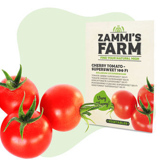 Tře&scaron;eňov&eacute; rajče 'Supersweet 100 F1' (Solanum lycopersicum) &ndash; semena