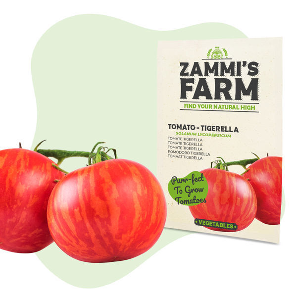 Rajče Tigerella (Solanum lycopersicum) – semena