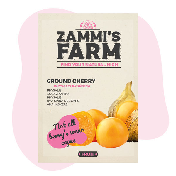 Semena mochyně peruánské (Physalis peruviana)