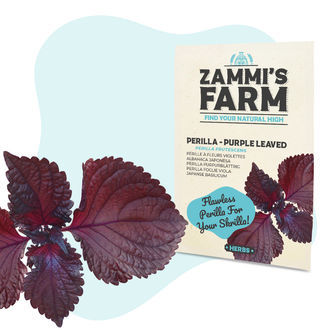 Semena purpurov&eacute; perily (Perilla frutescens)