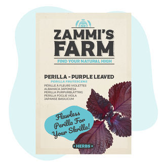 Semena purpurové perily (Perilla frutescens)