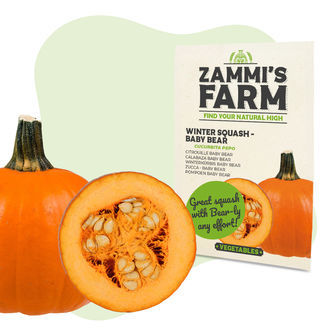 D&yacute;ně velkoplod&aacute; Baby Bear (Cucurbita maxima) &ndash; semena