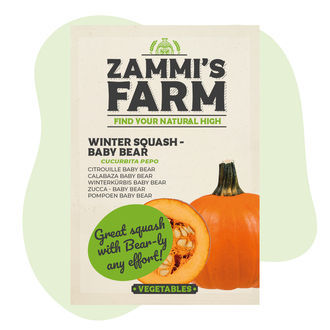 Dýně velkoplodá Baby Bear (Cucurbita maxima) – semena