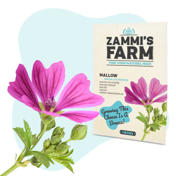 Mauka lesní (Malva sylvestris) – semena