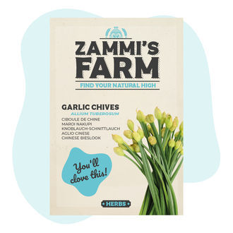 Semena česnekové pažitky (Allium tuberosum)