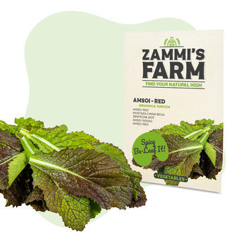 Amsoi Red (Brassica juncea var.rugosa) &ndash; semena