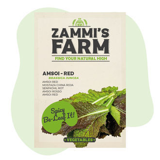 Amsoi Red (Brassica juncea var.rugosa) – semena