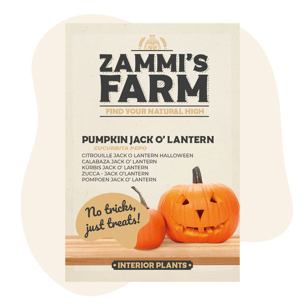 Semena dýně Jack O' Lantern (Cucurbita pepo)
