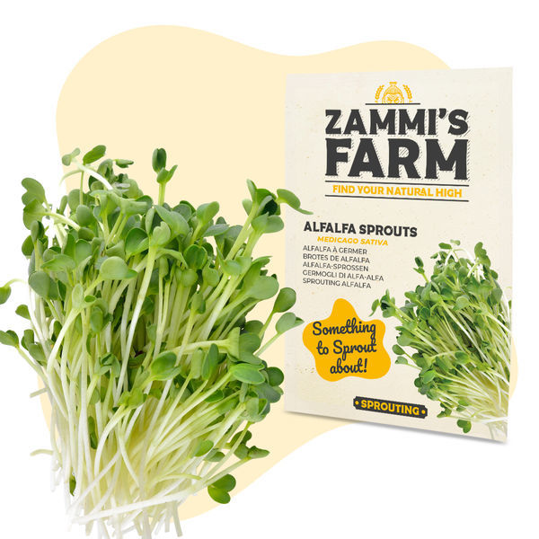 Semena klíčků vojtěšky (Medicago sativa)