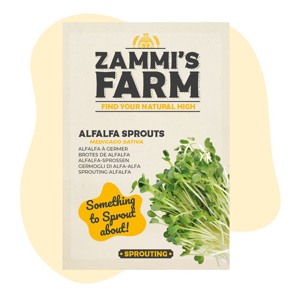 Semena klíčků vojtěšky (Medicago sativa)