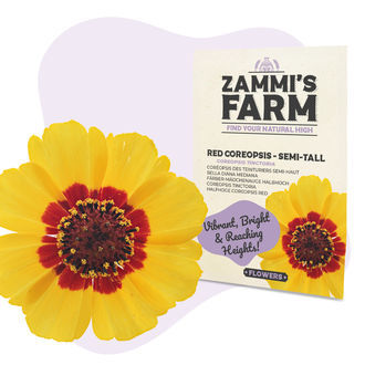 Červená krásnoočko (Coreopsis tinctoria) polovina výšky