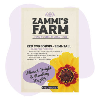 Červená krásnoočko (Coreopsis tinctoria) polovina výšky