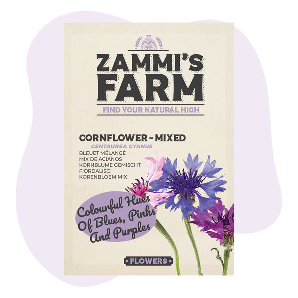 Chrpa modrá 'Směs' (Centaurea cyanus) – semena