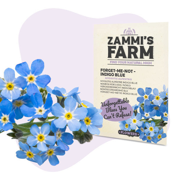 Zapomeň-ne 'Indigo Blue' (Myosotis alpestris) – semena