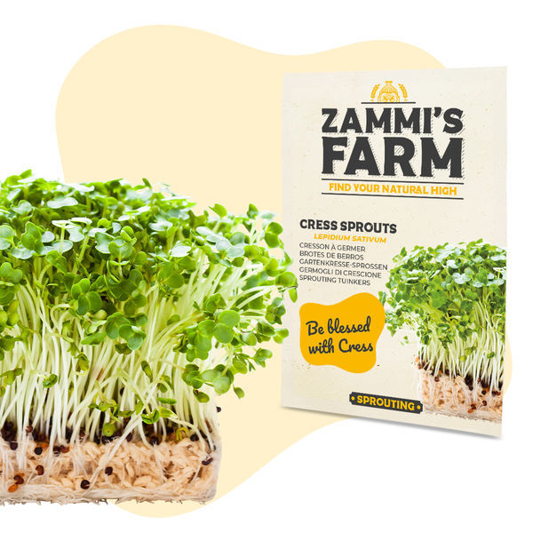 Semena klíčků řeřichy (Lepidium sativum)