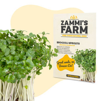 Semena brokolicov&yacute;ch kl&iacute;čků (Brassica oleracea)