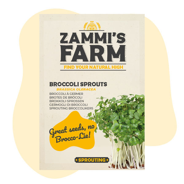 Semena brokolicových klíčků (Brassica oleracea)