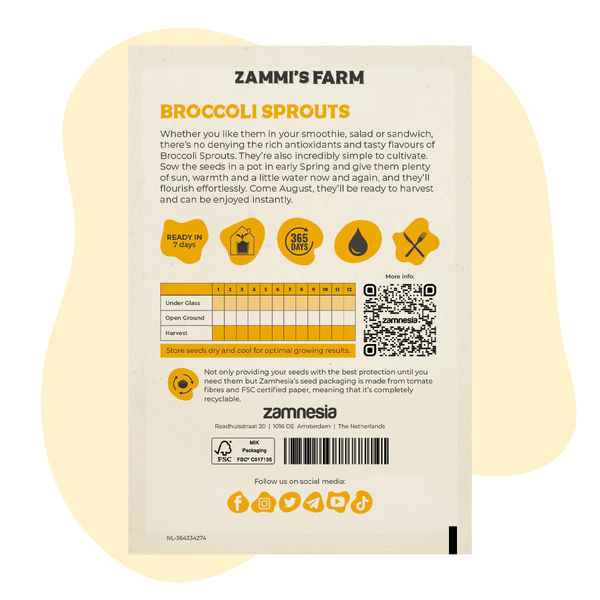 Semena brokolicových klíčků (Brassica oleracea)