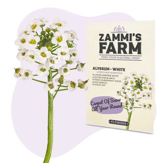 Alyssum (Lobularia maritima) &ndash; semena