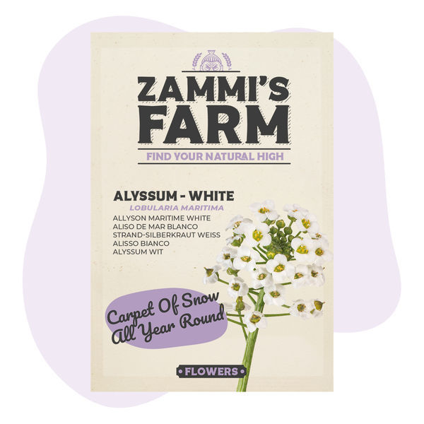 Alyssum (Lobularia maritima) – semena