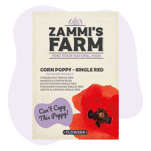 Vlčí mák „Single Red“ (Papaver rhoeas) – semena