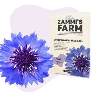 Chrpa modr&aacute;k 'Blue Ball' (Centaurea cyanus) &ndash; semena